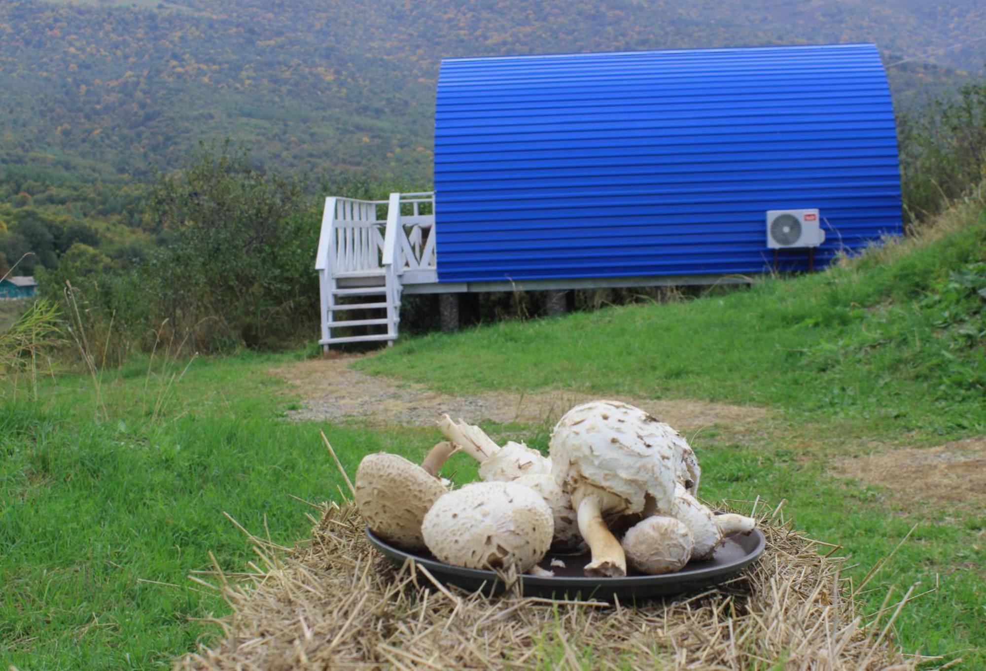 Glamping Eco Valley *